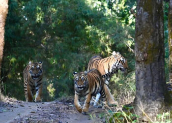 Panna National Park Emerges as a Must-Visit Safari Destination, Find My Holidays Simplifies Booking Experience