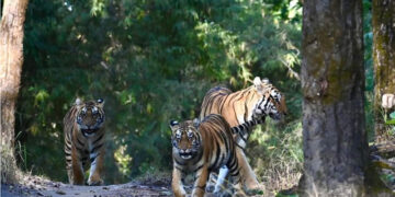 Panna National Park Emerges as a Must-Visit Safari Destination, Find My Holidays Simplifies Booking Experience